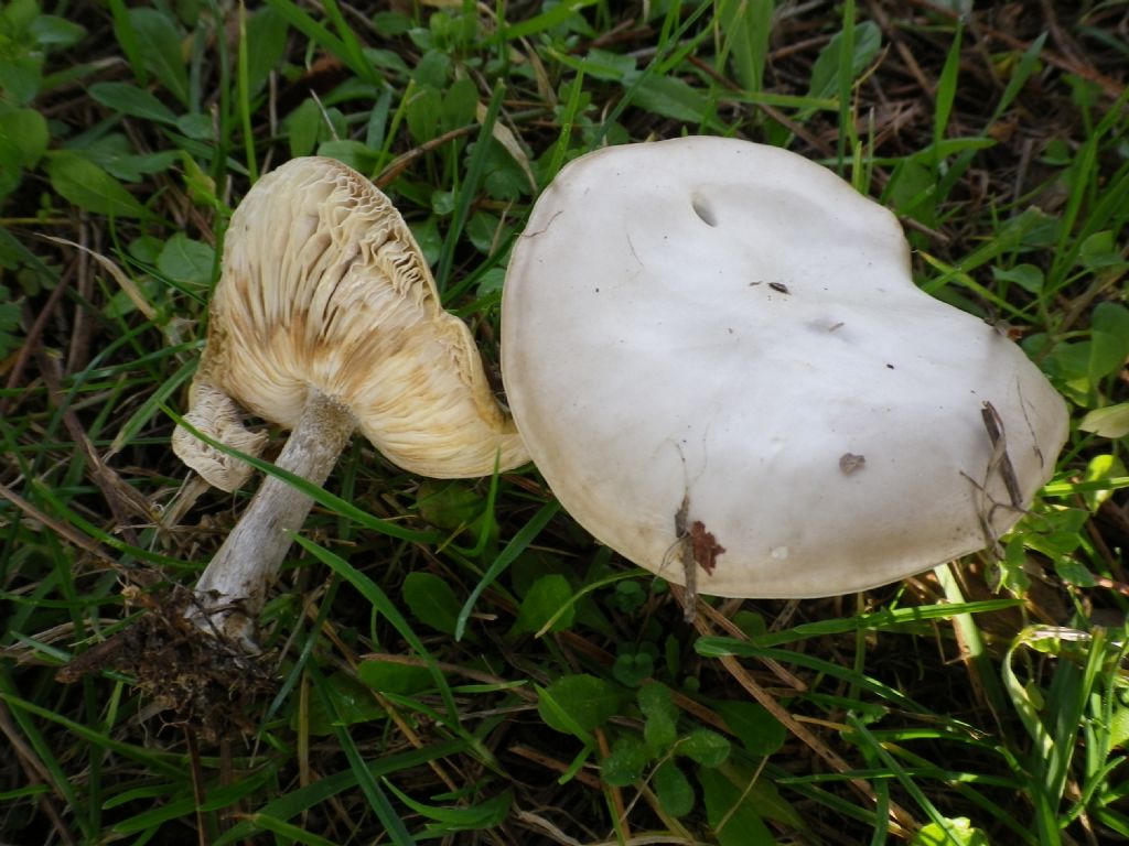 fumgo da identificare 5